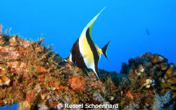 Moorish Idol on the YO-257, Oahu, Hawaii. Used my Olympus... by Russel Schoenhard 